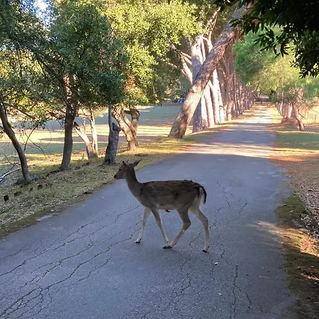 Red Roof Apartment *